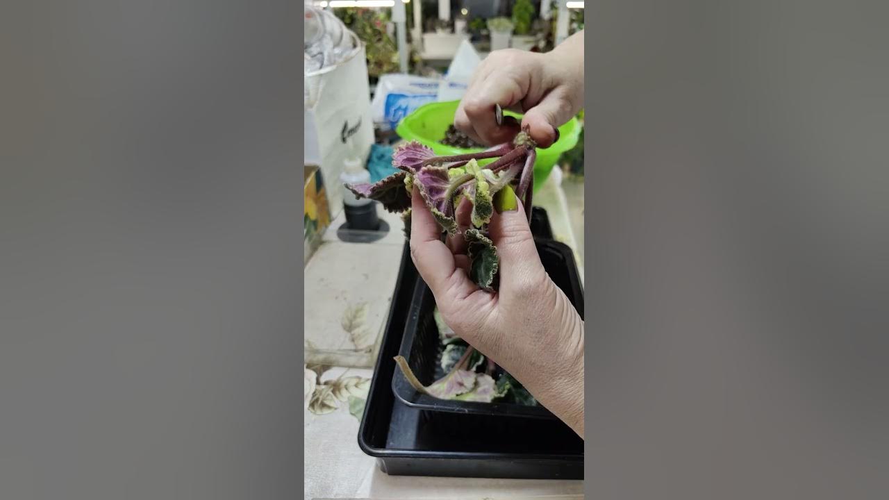 Обновление корневой системы у фиалок. Пересадки. 🏵️🍀🌼# фиалки #сенполии ...