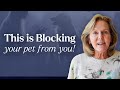 What’s Blocking You From Communicating With Your Pet? | Tami Hendrix