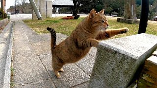 公園の猫がモフられにベンチまでやってきた
