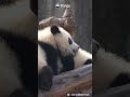 Little Showdown Between Panda Cubs 🐼💥 | iPanda #shorts