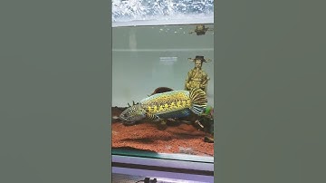 Thumbnail of Chana auranti galak mangap mangap