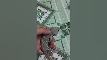 Tắc kè 2 đuôi , bán tắc kè hoa giá rẻ , 0913398911