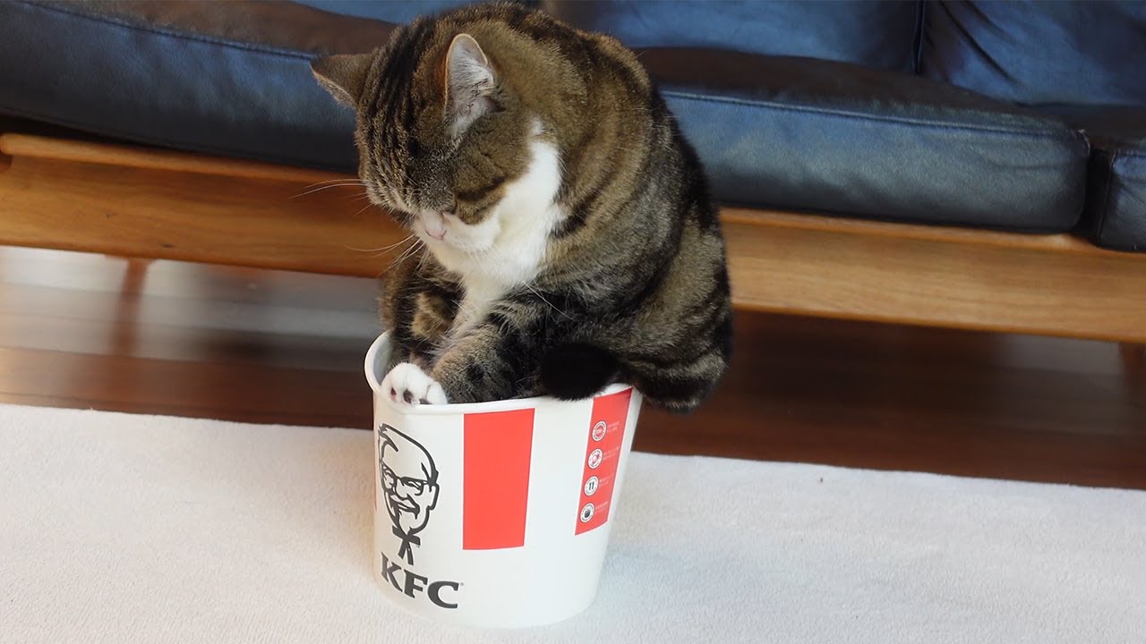 バーレルなねこ３。-Maru Bucket 3.-