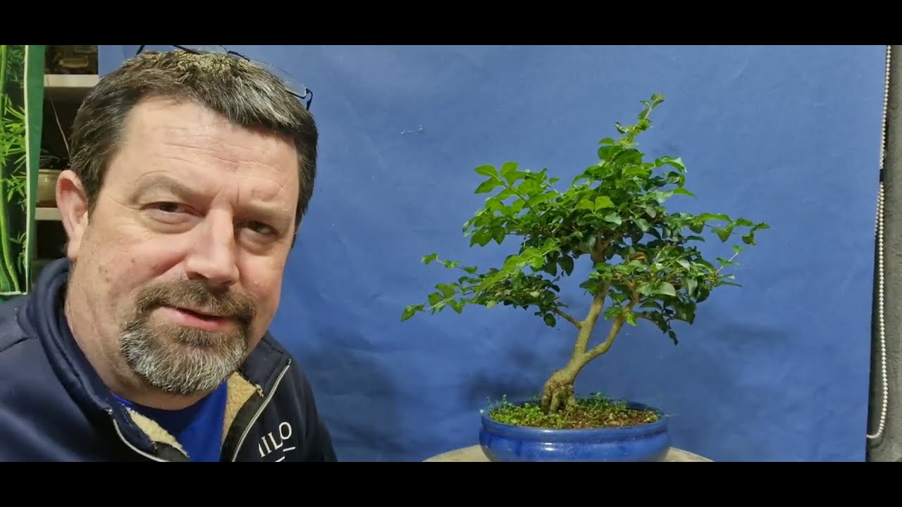 Pruning some trees from my shed.