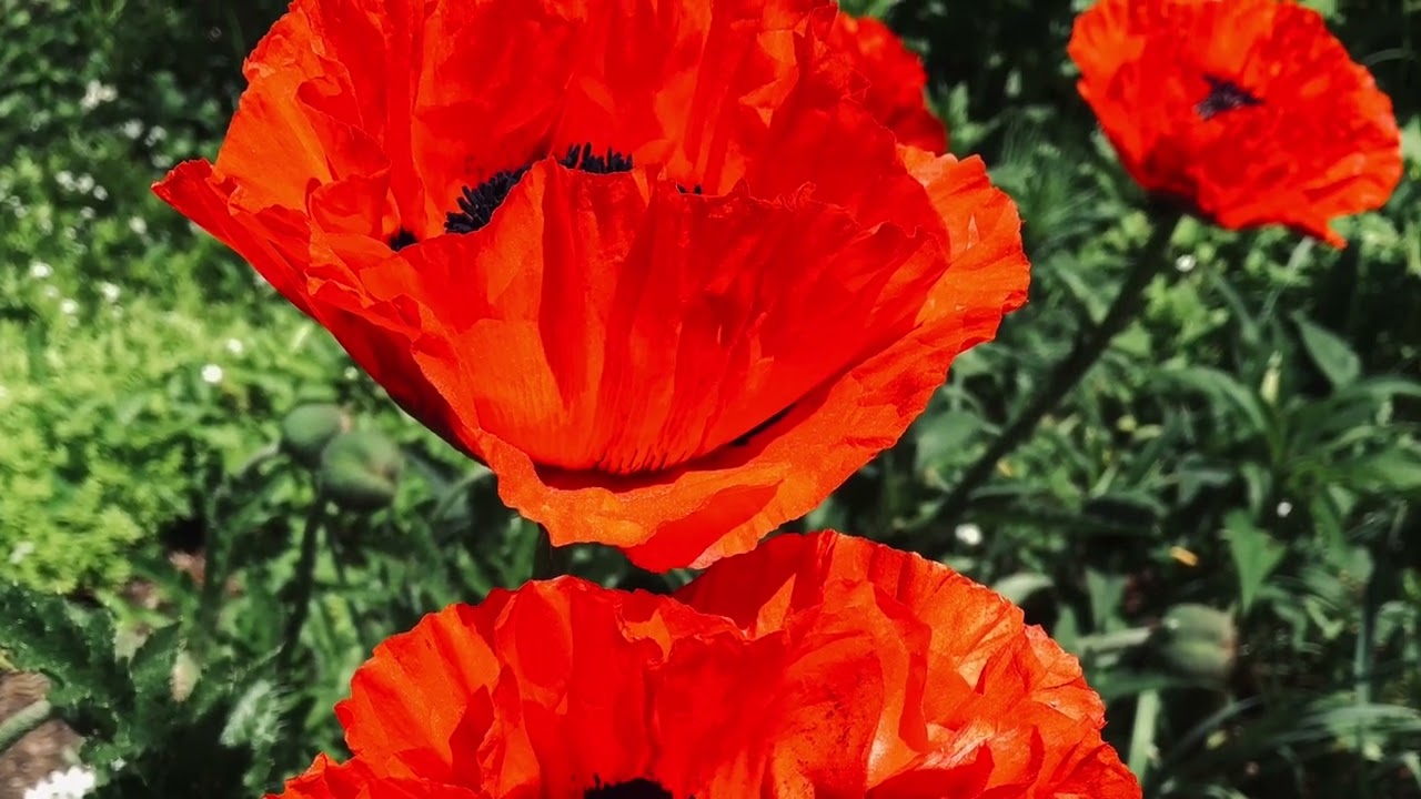 Heritage Museum And Gardens/ EBT Card to Culture Program