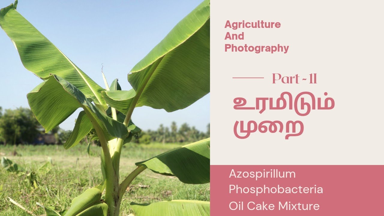 வாழைக்கு தொழுஉரம் வைக்கும் முறை How to Put Farm Yard Manure for