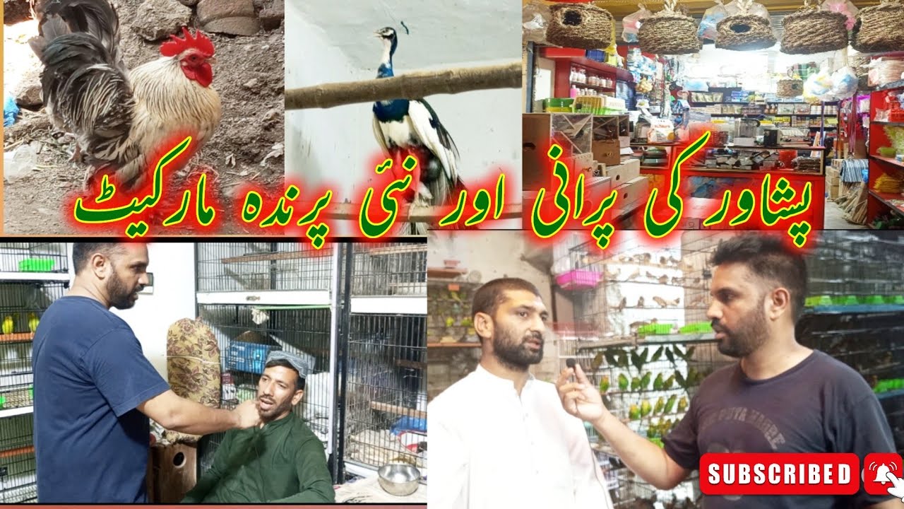 Biggest Peshawar birds market latest update YouTube