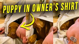 Adorable Puppy Getting Comfy Sleeping in Owner’s Shirt