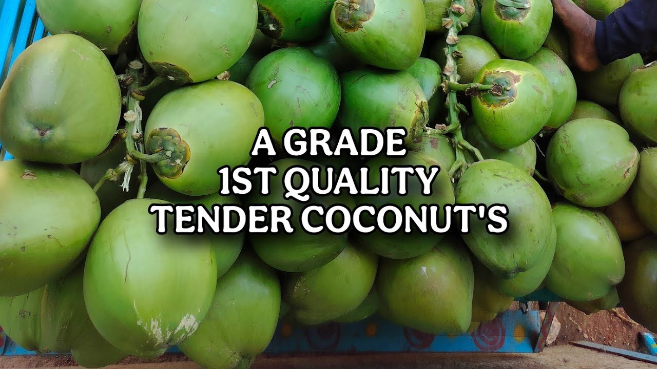 A grade first quality tender coconut's, 24/02/2025, #mandya #karnataka #banglore #tendercoconut