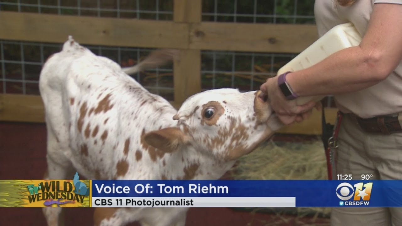 Wild Wednesday: Texas Longhorn Calf