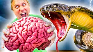 Veneno de Cobra Rey vs. Tu Cerebro I Animales Salvajes