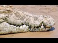 Crocodile and Bird Characteristics