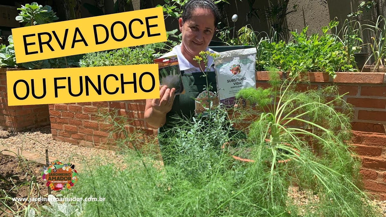 Como plantar erva doce ou funcho com sementes