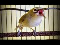 Terapi Ampuh Pleci Macet Bunyi Suara Nyaring Dan Kencang Full isian(.mp3 .mp4) Mp3 - Mp4 Download