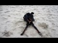 Manchester Terriers Worldwide (Standard & Toy) の動画、YouTube動画。