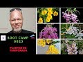 Boot Camp 0023: Orquídeas de Temporada