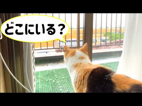 外出したメンバーを探し回る三毛猫まりも【癒しのおまけ付】