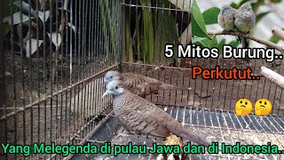 5 Mitos Burung Perkutut yang Melegenda di pulau Jawa dan di Indonesia!!2023🐦🐦🤔🤔