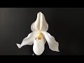 Завоз сортовых орхидей в Экофлору 15 сентября 2020 г. Чёрная Жемчужина, Лиодоро, Белый Башмак и тд..