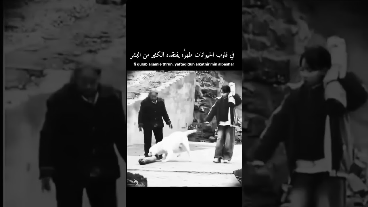 عندما تتفوق الحيوانات على البشر في الوفاء والإخلاص. ..♥️🥰🐶