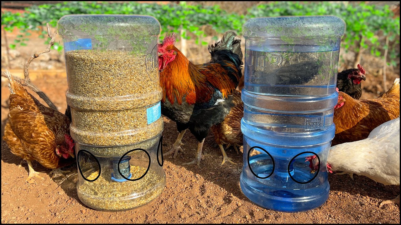 Süper Fikir | Damacana ile Mükemmel Tavuk Yemlik Suluk Yapımı