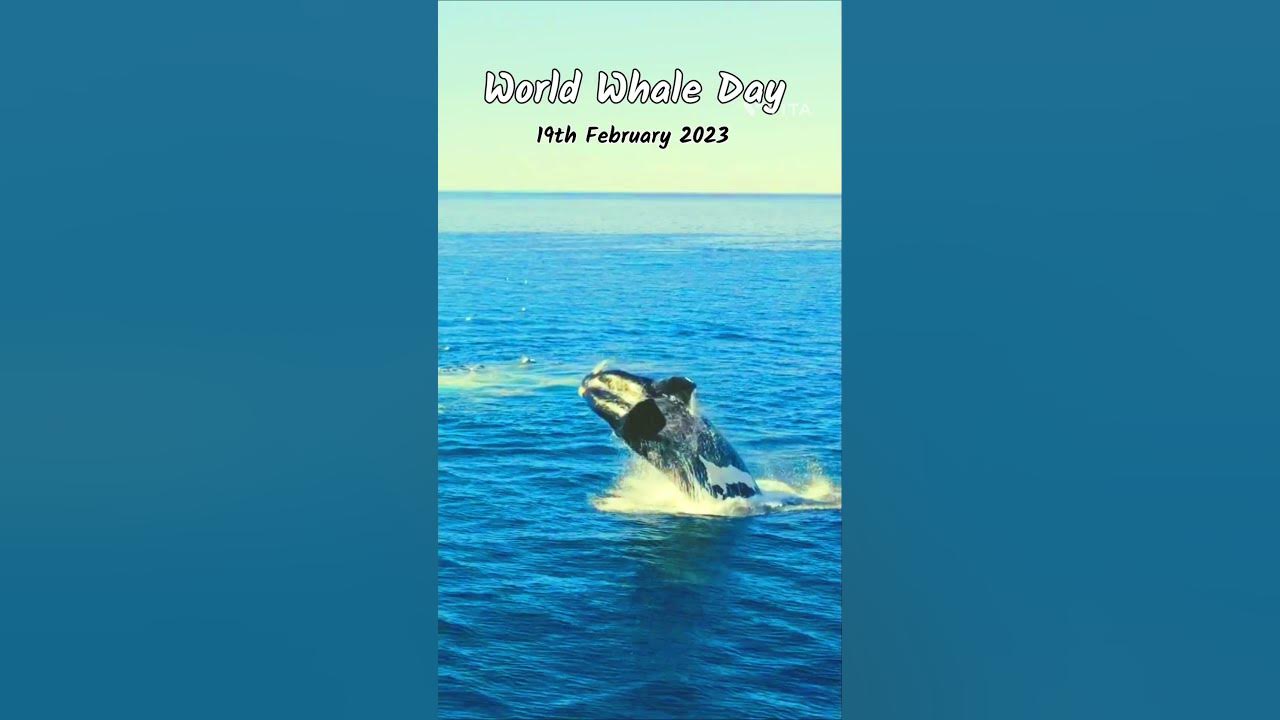 World Whale Day 🐋 (19th February 2023)shorts youtubeshorts 