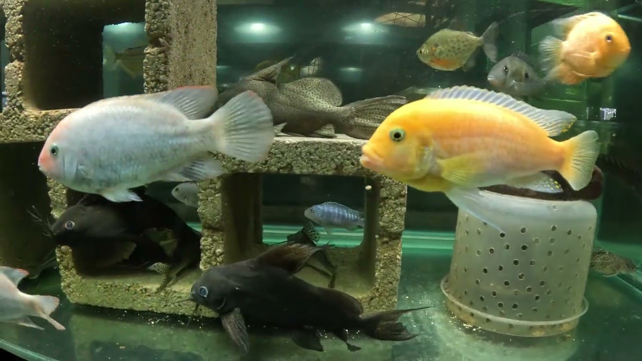 Red Giant Gourami trouble in jerk tank: strong fake to the right, spin around, run to the left