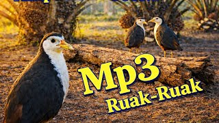 Terbukti Suara Burung Ruak Pikat Mp3 Ampuh Panggil ruak2 pikatruakruak downloadsuararuakmp3