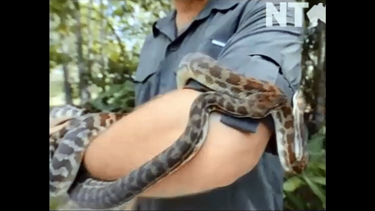 camera iphone 8 plus apk Snake Bite Tips - NT News