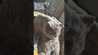 Hello Sunshine,you made my day #cute #cutecat #catlovers #catvideo #petlover #pet #animals