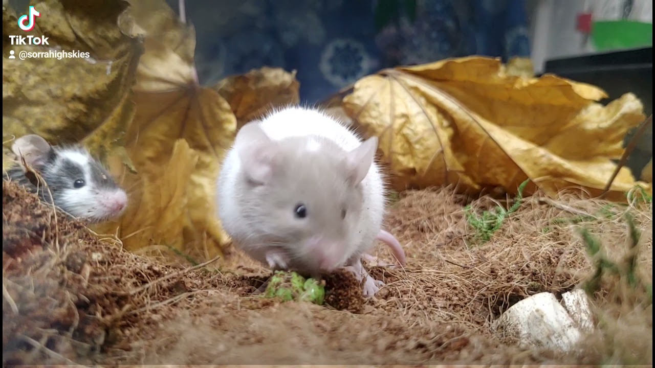 mice sharing some peas