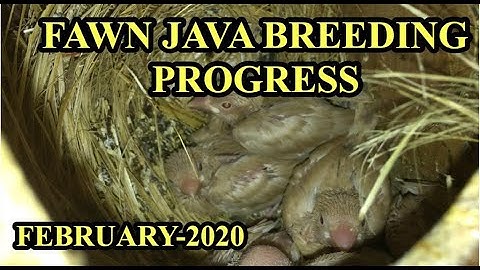 Fawn Java Breeding Progress 2020