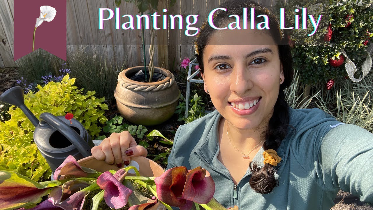 Calla Lily Planting Rescue YouTube calla-lily-planting-rescue-youtube