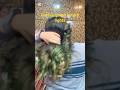 Golden green length lights#shortvideo #haircare #hairdyeing haircolor