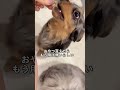 おやつ貰った瞬間すぐに行ってしまう犬... #shorts