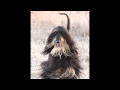 Max - the most beautiful afghan hound - in stills and slow motion