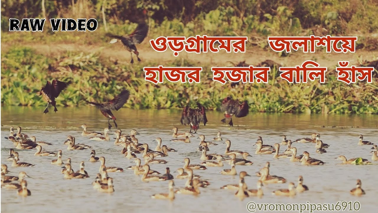 ওড়গ্রাম ভীষন ভালো শান্ত একটা জায়গা৷ আর গ্রাম ই প্রবেশ করার মুখে বাম হাতে পরে এই জলাশয়টি।