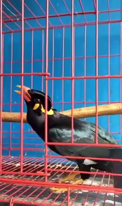 LUCU TINGKAH BURUNG BEO INI BISA MENIRUKAN SUARA UNIK