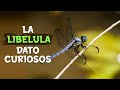 La Libelula: 9 Datos Curiosos