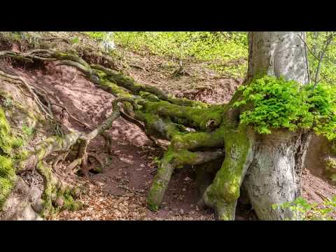 Видео: Информация за дърветата от секвоя - интересни факти за дърветата от секвоя