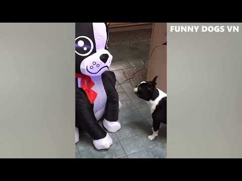 funny dogs.dogs and cats.gulmeli itler pisikler