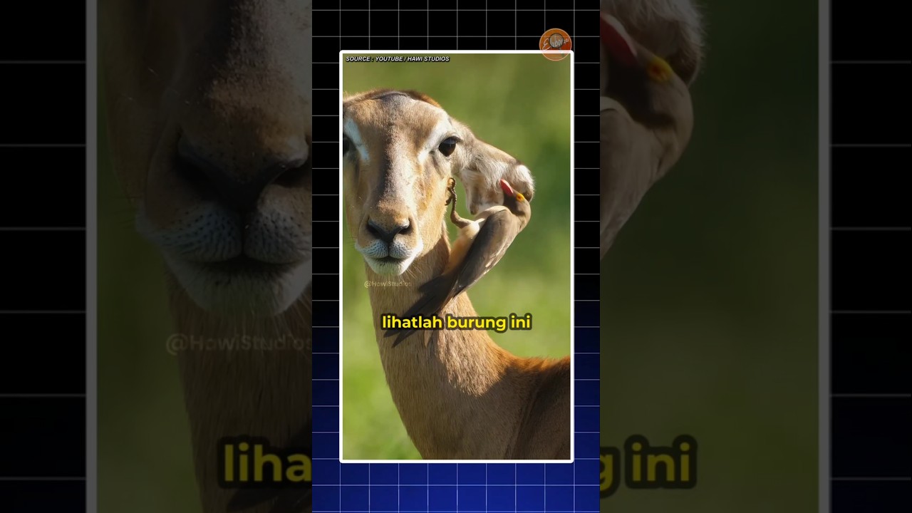 Burung Oxpecker "Si Dokter Alami" 