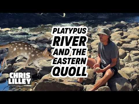 Platypus River And The Eastern Quoll - Tasmania