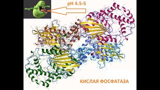 Лизосома 01 (Part 1)