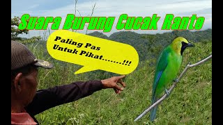 Download Lagu Suara Burung Cucak Rante Paling Pas Untuk Pikat MP3