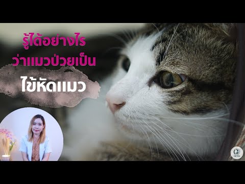 วีดีโอ: โรคกล่องเสียงในแมว
