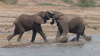 Grossartige Wildtier-Safari Im Queen Elizabeth Nationalpark Und Kazinga Kanal Uganda 2019 4K