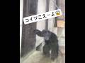 【暴れ猿】