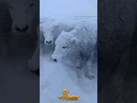 جليد سحري ممتع ممتع بشكل غريب جليد ثلج اكسبلور  