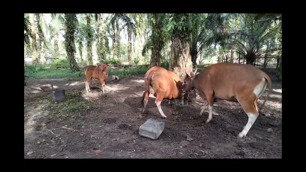 kawin alami sapi Bali(@supriyonotejho4521) - YouTube